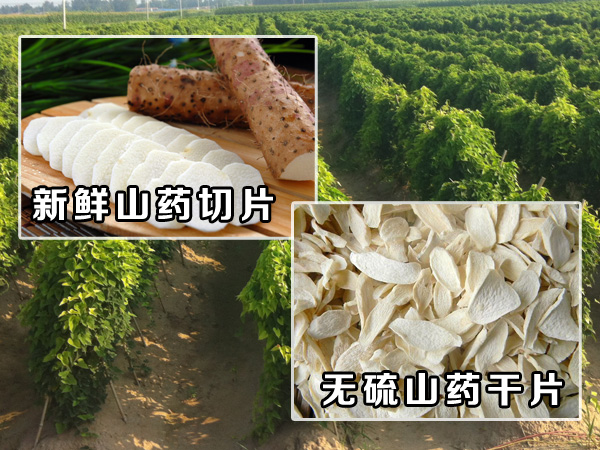 ɽҩ��ƬЧ��